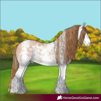 Horse Color:White Spotted Bay Pearl