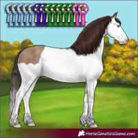 Horse Color:Classic Champagne Splash Rabicano