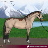 Horse Color:Brown Dun