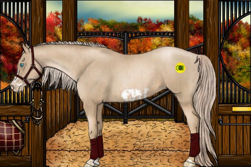 Horse Color:Chocolate Palomino Pearl Frame  and Chocolate Palomino Pearl Frame 