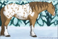 Horse Color:Buckskin Appaloosa 