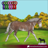 Horse Color:White Spotted Silver Black