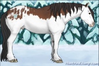 Horse Color:Bay Roan Splash Appaloosa 