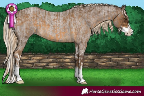 Horse Color:Chocolate Palomino Splash  and Chocolate Palomino Roan Splash 