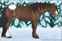 Horse Color:Liver Chestnut Appaloosa 