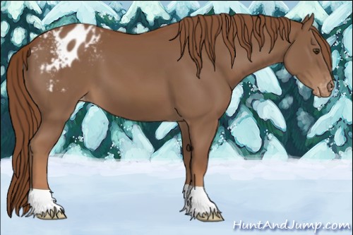 Horse Color:Chestnut Varnish