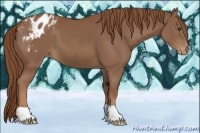 Horse Color:Chestnut Varnish 