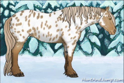 Horse Color:Chocolate Palomino Dun Appaloosa 