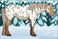 Horse Color:Chocolate Palomino Dun Appaloosa 