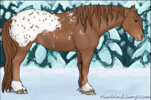 Horse Color:Chestnut Appaloosa 