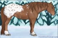 Horse Color:Chestnut Appaloosa 