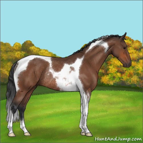 Horse Color:Bay Sabino Tobiano Rabicano 