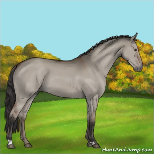 Horse Color:Bay Dun 