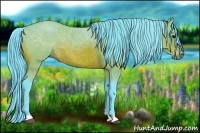 Horse Color:Watercolor Bay 