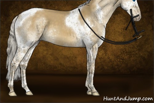 Horse Color:Chocolate Palomino Dun Splash Tobiano 