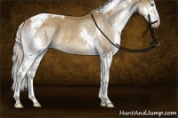 Horse Color:Chocolate Palomino Splash Tobiano Rabicano 