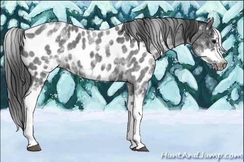 Horse Color:White Spotted Blue Roan Splash Frame Appaloosa Rabicano