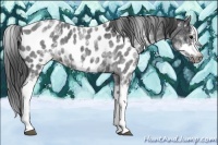 Horse Color:White Spotted Blue Roan Splash Frame Appaloosa Rabicano 