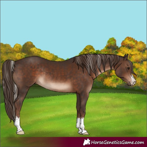 Horse Color:Silver Brown Sabino  and Liver Chestnut Sabino Rabicano 