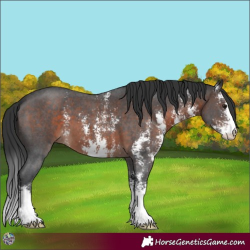 Horse Color:Brown Mushroom Sabino 