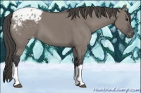 Horse Color:Grullo Blanket 