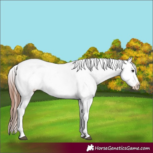 Horse Color:Brown Dun Sabino Appaloosa 