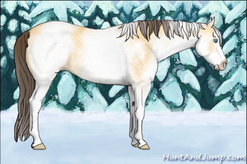 Horse Color:White Spotted Amber Cream Champagne Dun Rabicano 