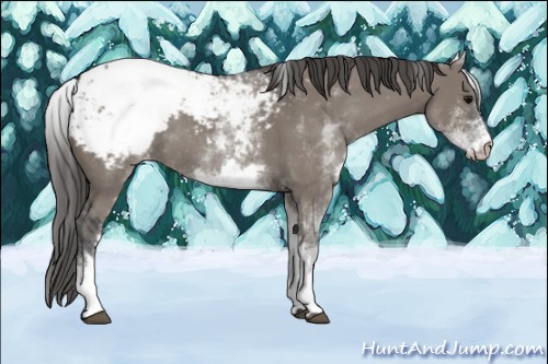 Horse Color:White Spotted Grullo Appaloosa Rabicano 