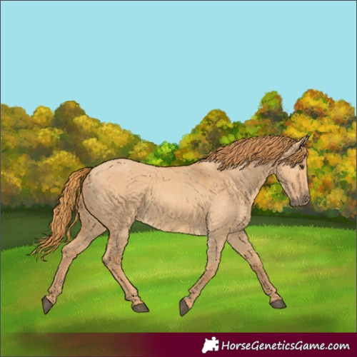 Horse Color:Red Dun 