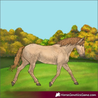 Horse Color:Red Dun 