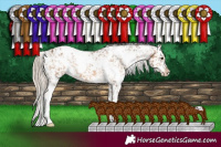 Horse Color:White Spotted Chocolate Palomino Snowflake Varnish 