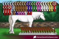 Horse Color:White Spotted Chocolate Palomino Appaloosa 