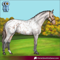 Horse Color:Bay Roan Appaloosa Rabicano 