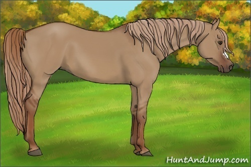 Horse Color:Red Dun