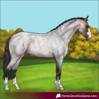 Horse Color:Bay Roan Appaloosa Rabicano