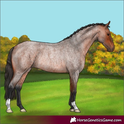 Horse Color:Bay Roan Rabicano 