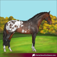 Horse Color:Bay Appaloosa Rabicano 
