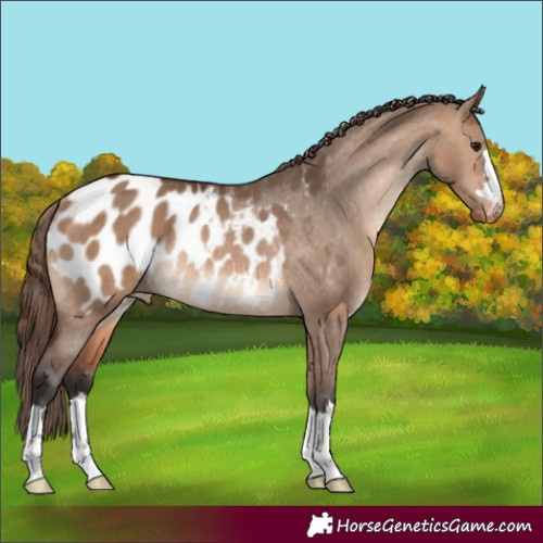 Horse Color:Bay Dun Appaloosa Rabicano 