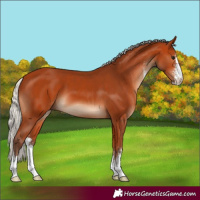Horse Color:Silver Bay Sabino 