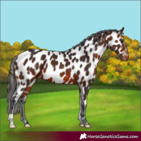 Horse Color:Bay Appaloosa