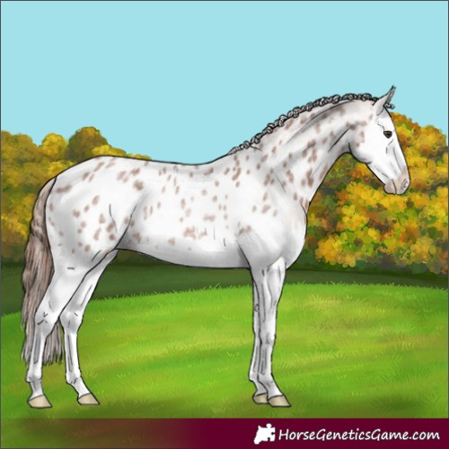 Horse Color:Red Roan Splash Appaloosa Rabicano 