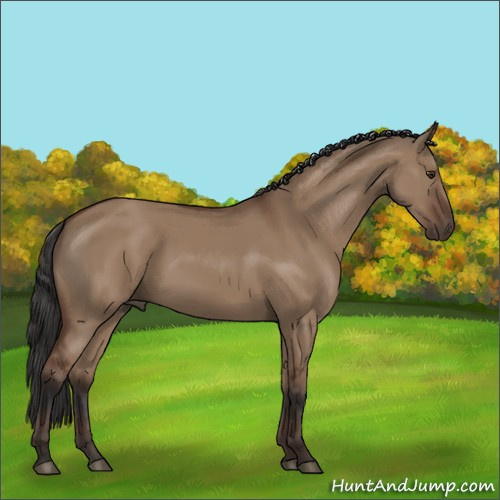 Horse Color:Bay Dun 