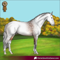 Horse Color:Gray Bay Sabino