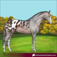 Horse Color:Bay Appaloosa 
