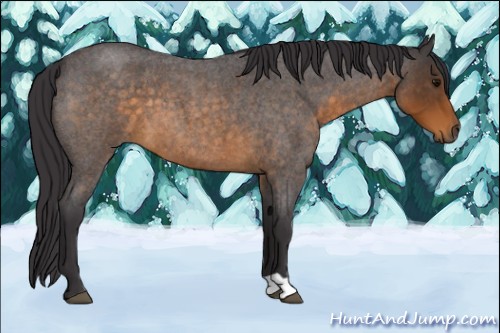 Horse Color:Buckskin Roan 