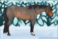 Horse Color:Buckskin Roan 