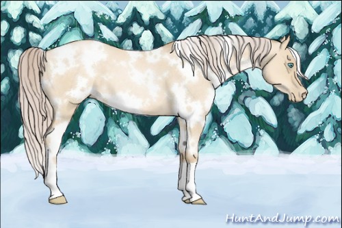 Horse Color:White Spotted Palomino Pearl Dun 
