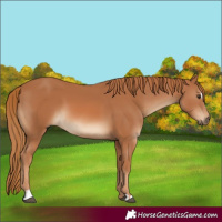 Horse Color:Chestnut Sabino