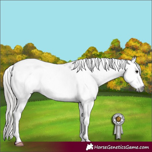 Horse Color:Gray Blue Roan Frame Appaloosa 