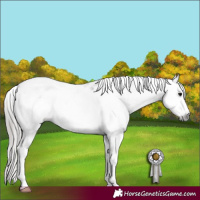 Horse Color:Gray Blue Roan Frame Appaloosa 